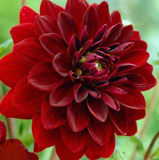 Dahlia Tuber - Arabian Night