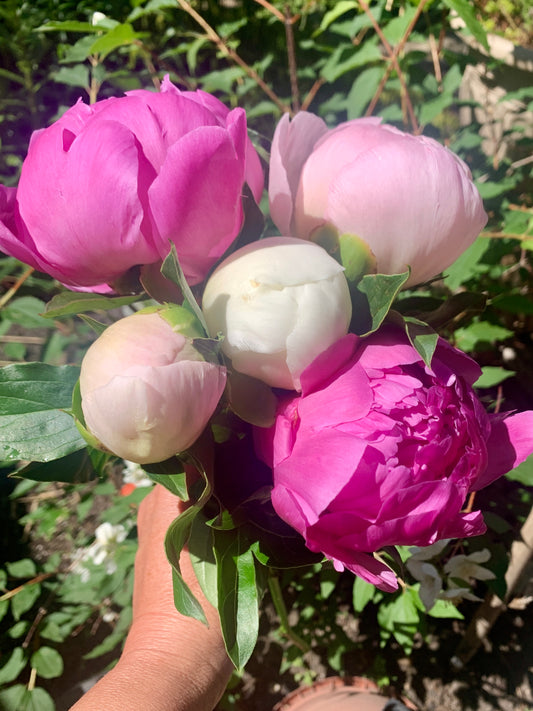 Peony Bouquet