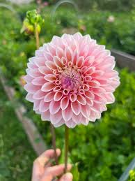 Dahlia Tuber - Coralie