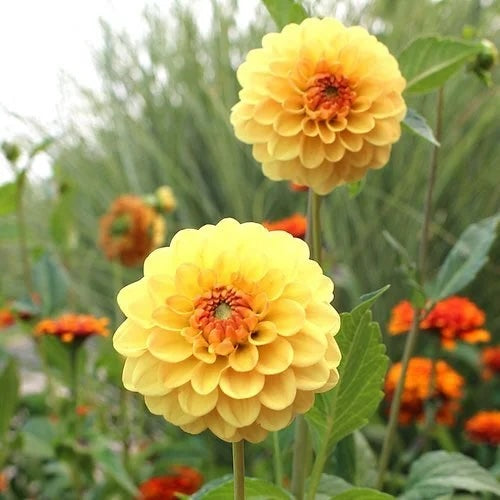 Dahlia Tuber - Golden Sceptre