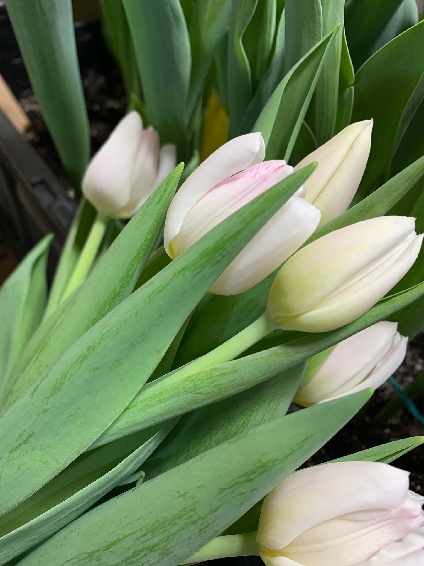 by Subscription - Tulip Club