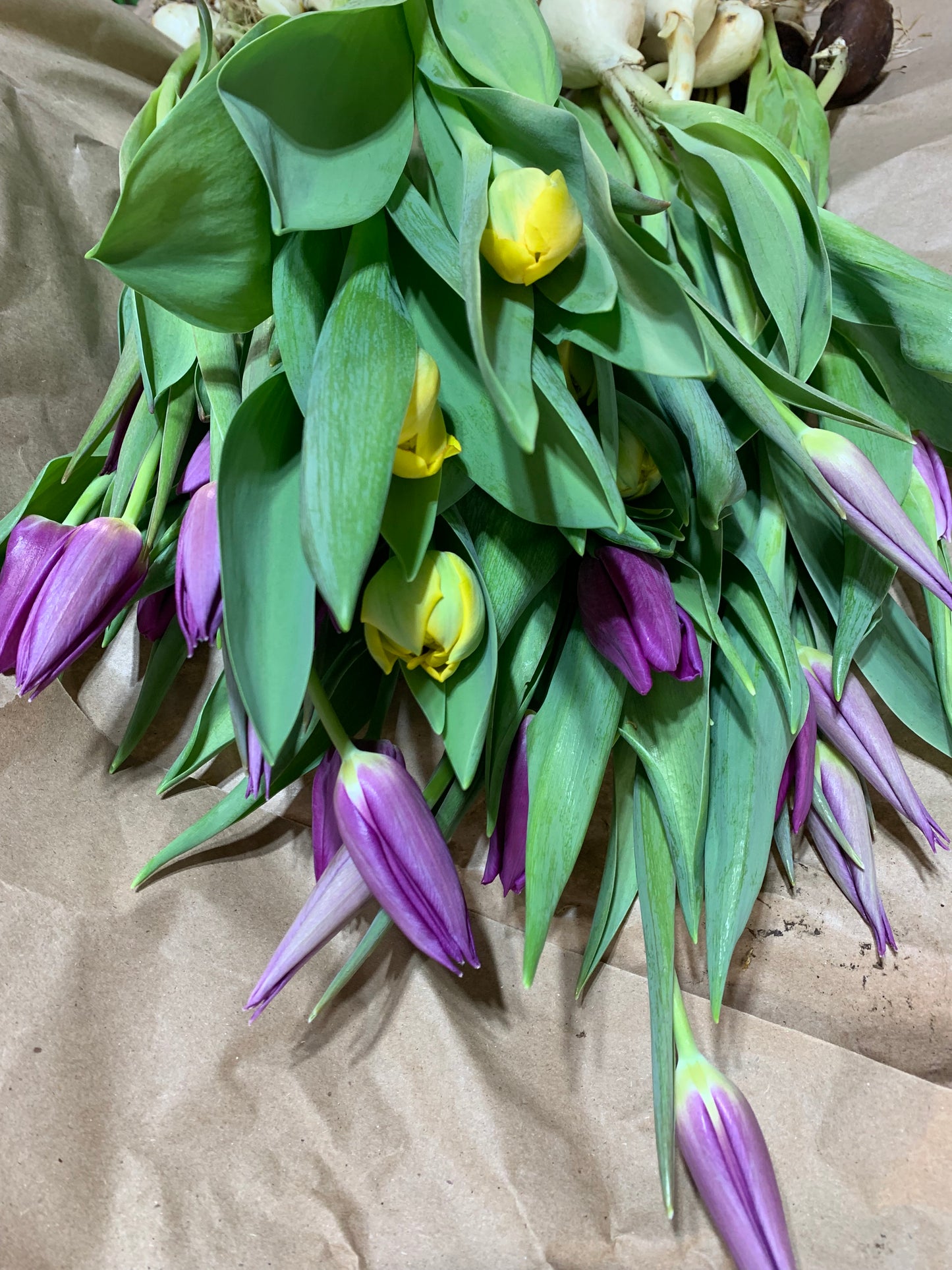 by Subscription - Tulip Club