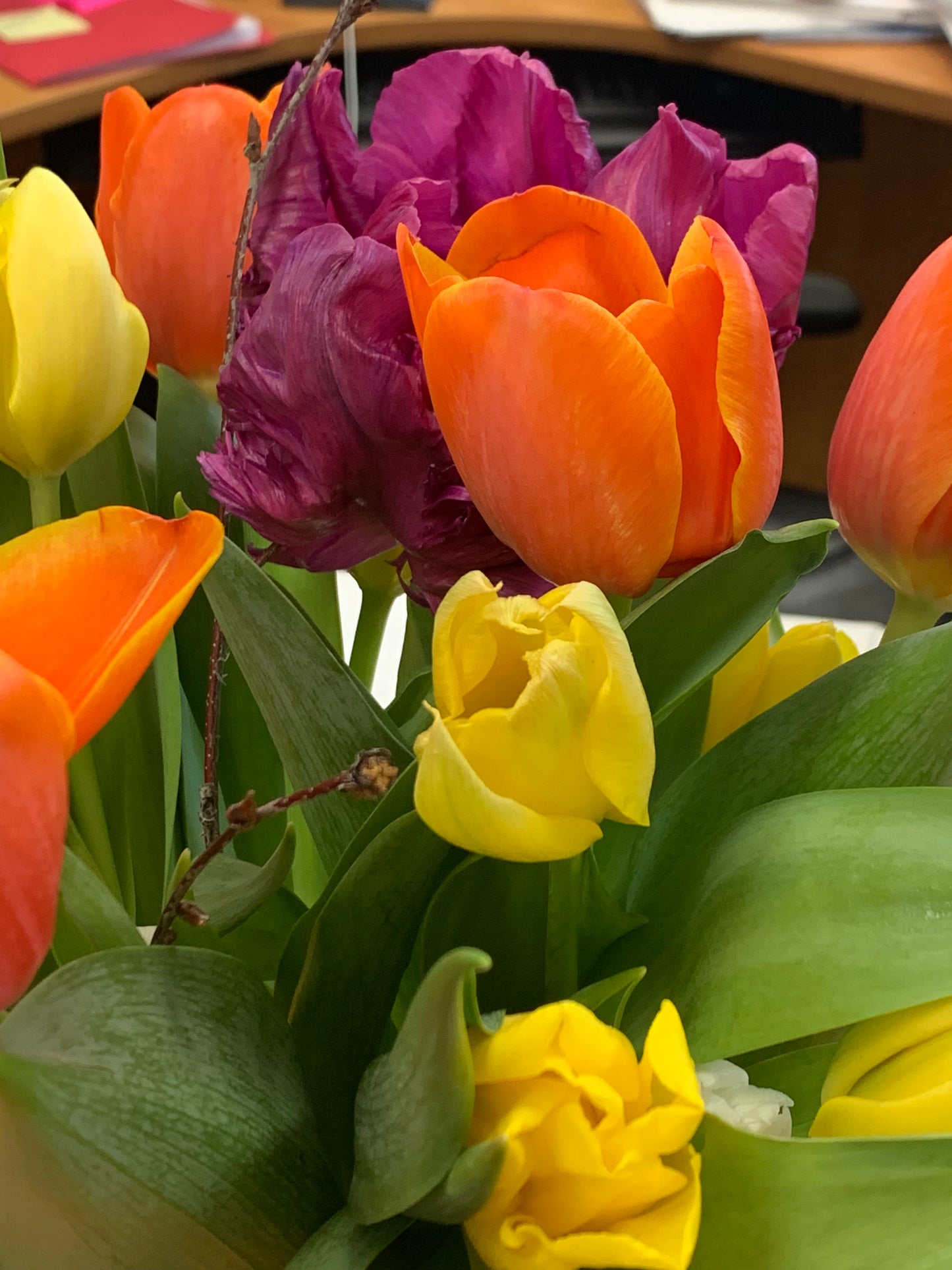 by Subscription - Tulip Club