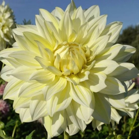 Dahlia Tuber - La Luna