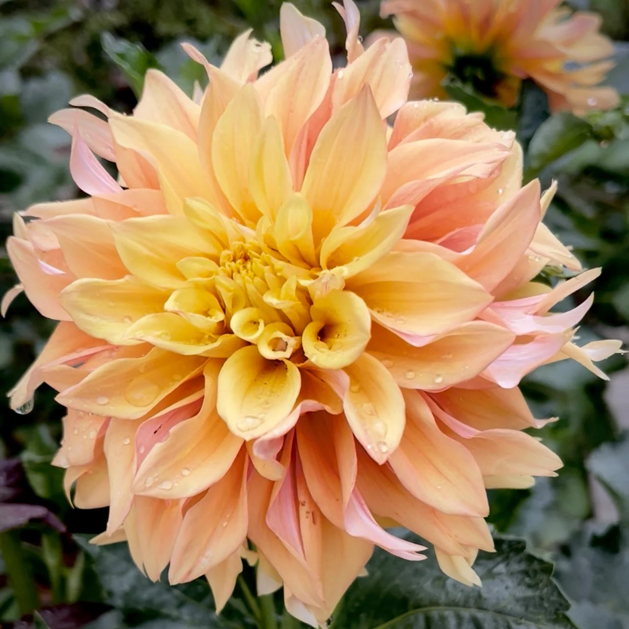 Dahlia Tuber - Tyrell