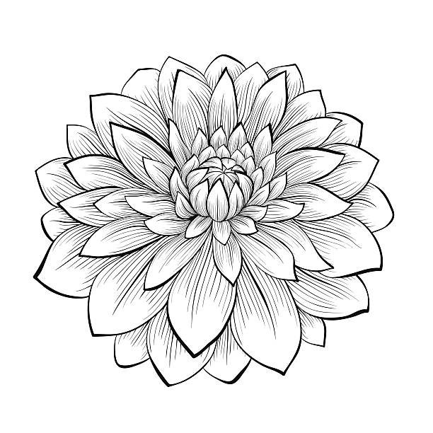 Dahlia Tuber - Salish Twighlight Girl