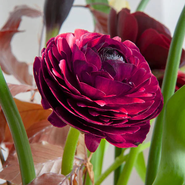 Bulbs and Corms: Ranunculus Amandine varieties