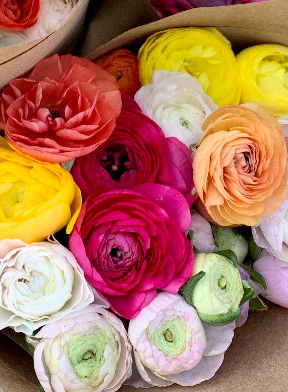 Planting Anemone and Ranunculus