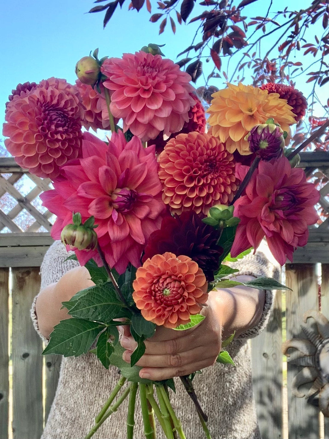 handful of blooming dahlias in Calgary with summer colour palette