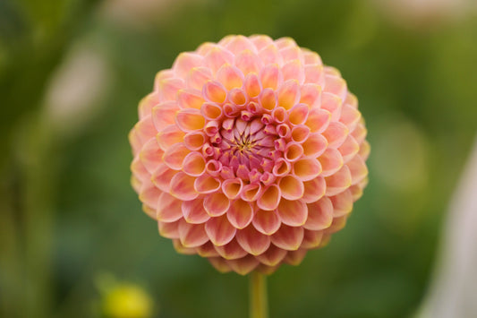 Dahlia Tuber - 20th Avenue Softer Peach