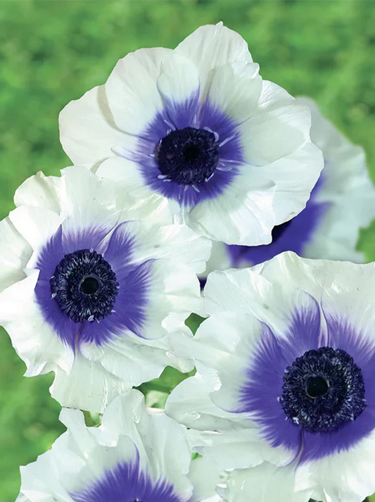Bulbs and Corms: Anemone Varieties