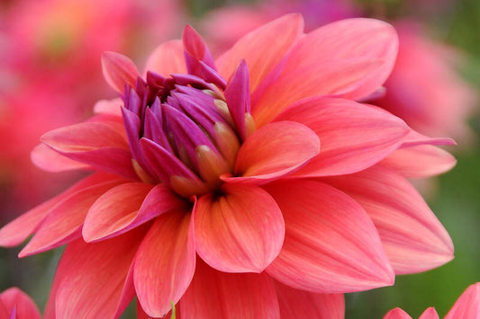 Dahlia Tuber - American Dawn