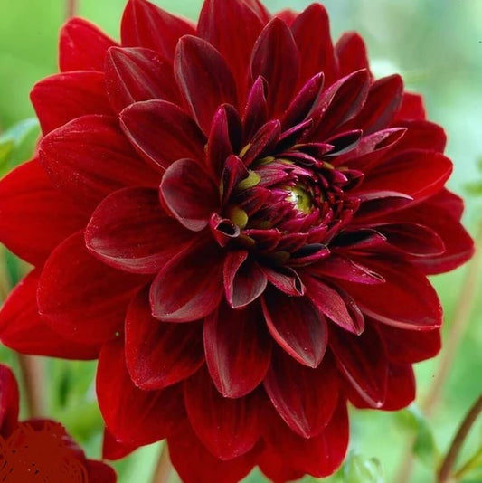 Dahlia Tuber - Arabian Night