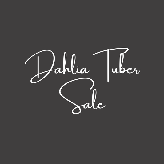 Dahlia Tuber - *Please Read This First