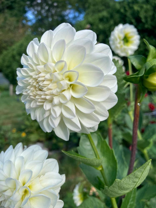 Dahlia Tuber - Boom Boom White