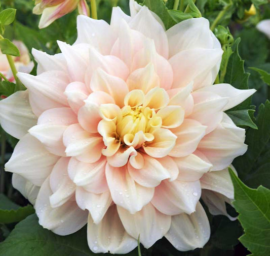 Dahlia Tuber - Breakout