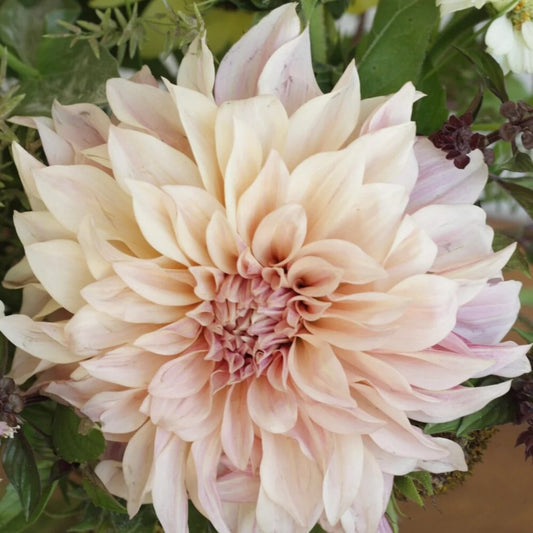Dahlia Tuber - Cafe au Lait