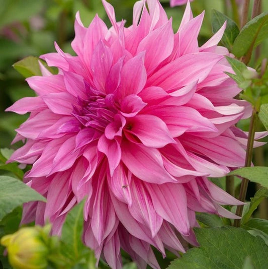Dahlia Tuber - Cafe au Lait Rose
