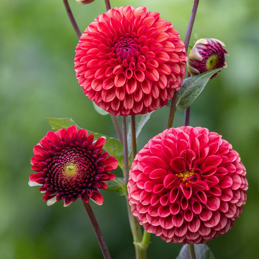Dahlia Tuber - Copper Boy