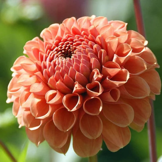 Dahlia Tuber - Cornel Bronze