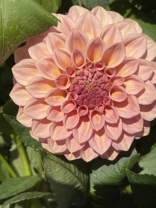 Dahlia Tuber - Rock Run Ashley