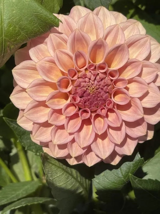 Dahlia Tuber - Rock Run Ashley
