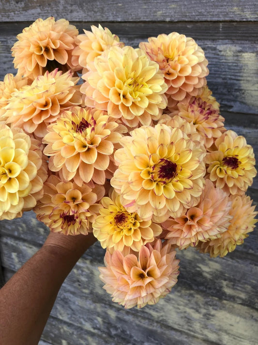 Dahlia Tuber - Wine Eyed Jill Yellow