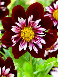 Dahlia Tuber - Night Butterfly