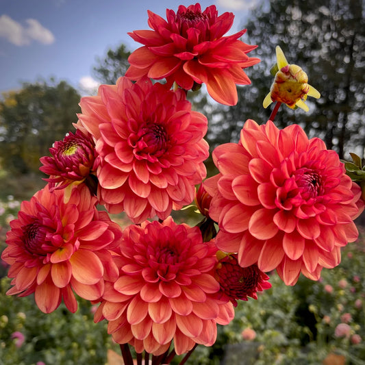 Dahlia Tuber - Orange Girl