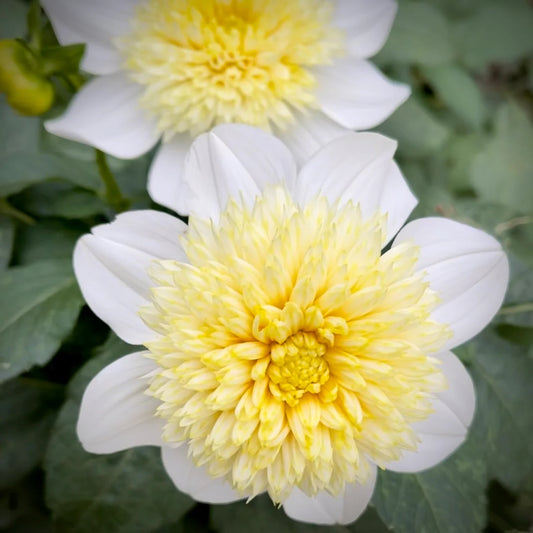 Dahlia Tuber - Platinum Blonde