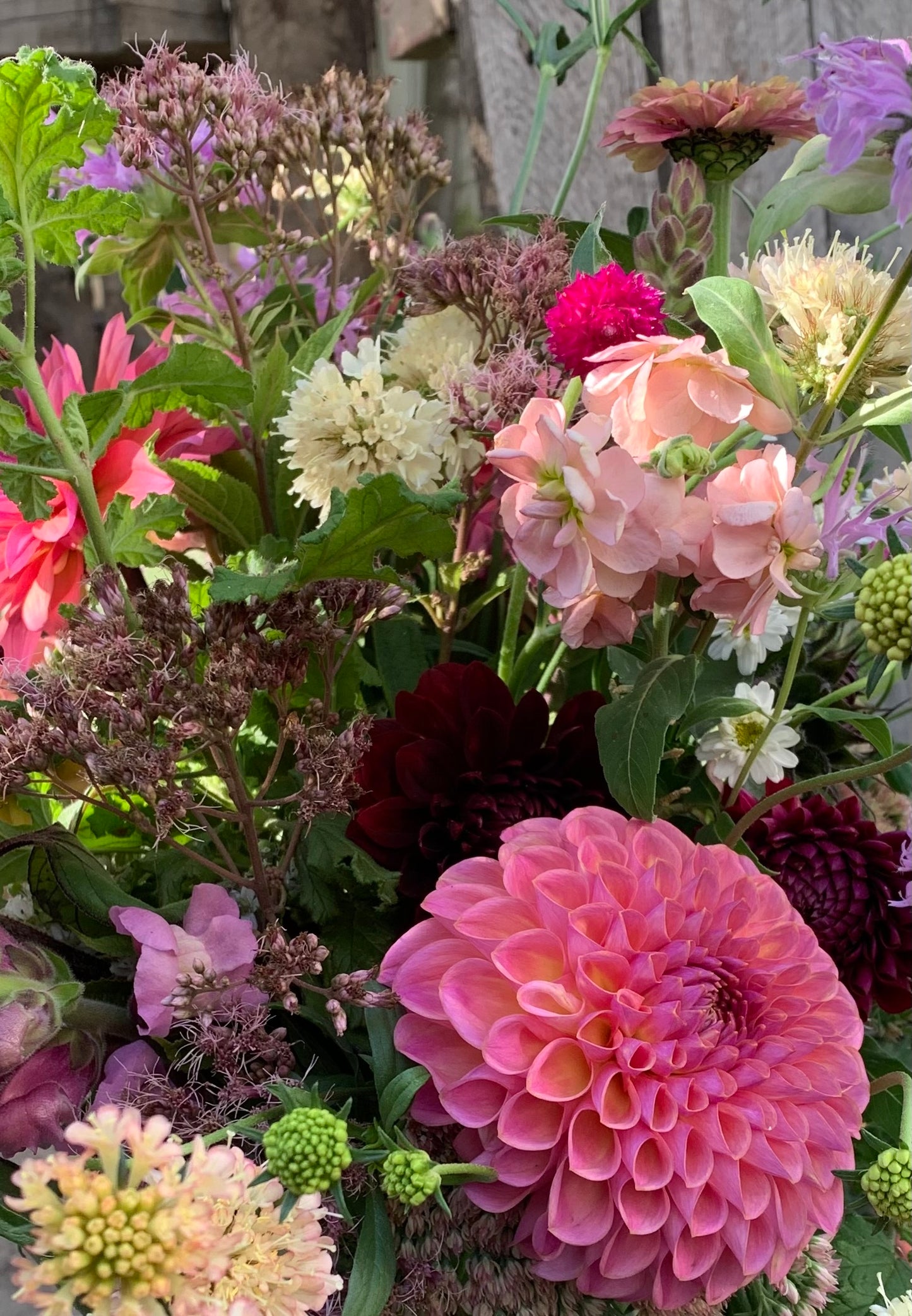 Gift Idea - Summer's End Diva Dahlias (subscription)