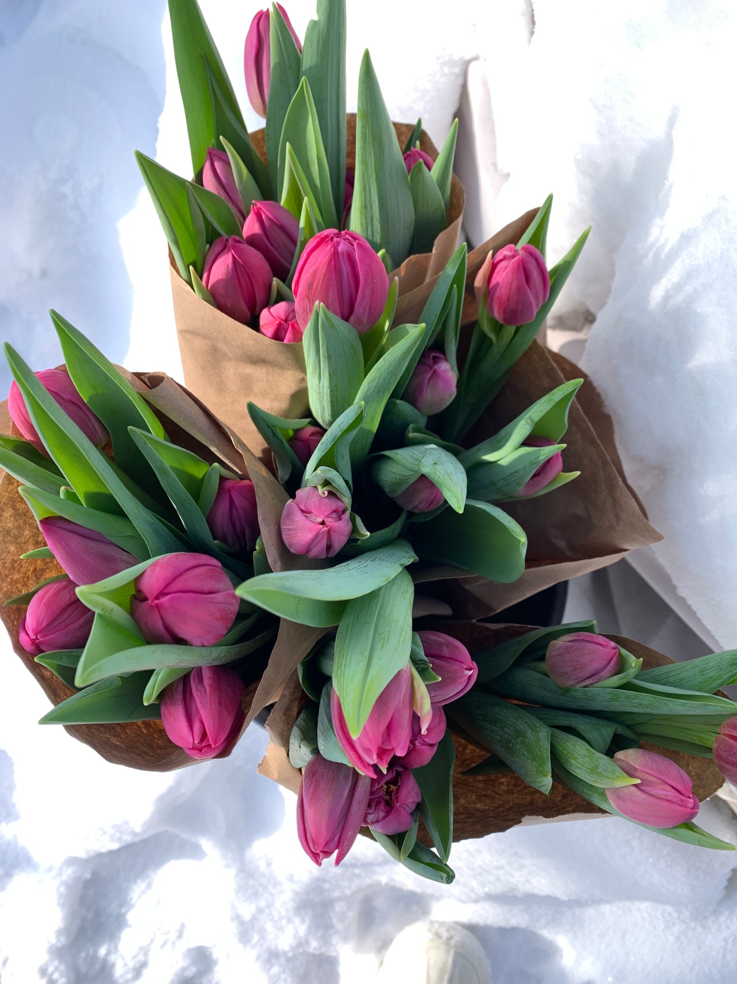 A Perfect Bouquet - the Cutie Tulip Bunch
