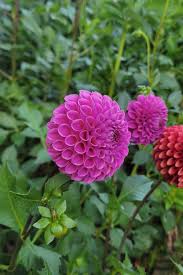 Dahlia Tuber - Isabel