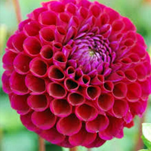 Dahlia Tuber - Ivanetti