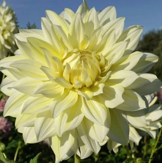 Dahlia Tuber - La Luna
