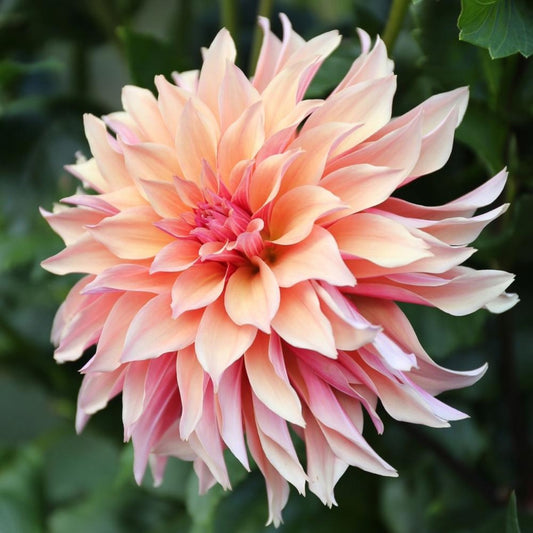 Dahlia Tuber - Labyrinth