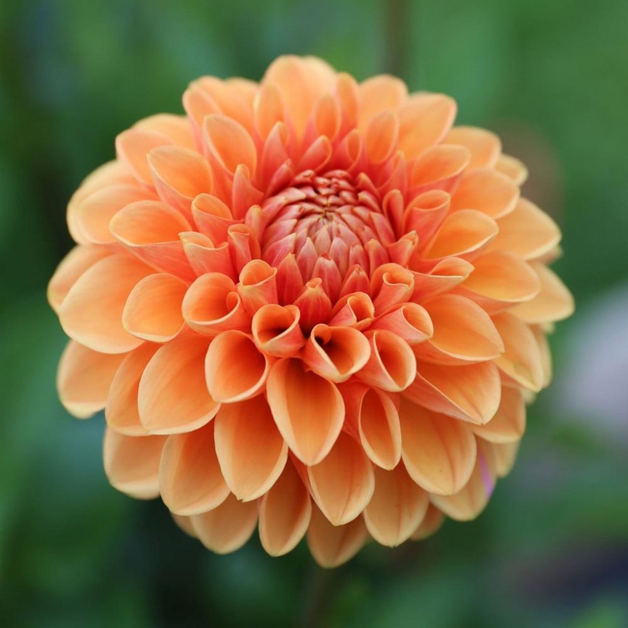 Dahlia Tuber - Maarn / Sylvia