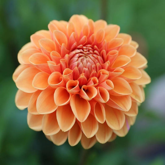Dahlia Tuber - Maarn / Sylvia