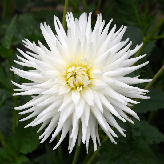 Dahlia Tuber - My Love