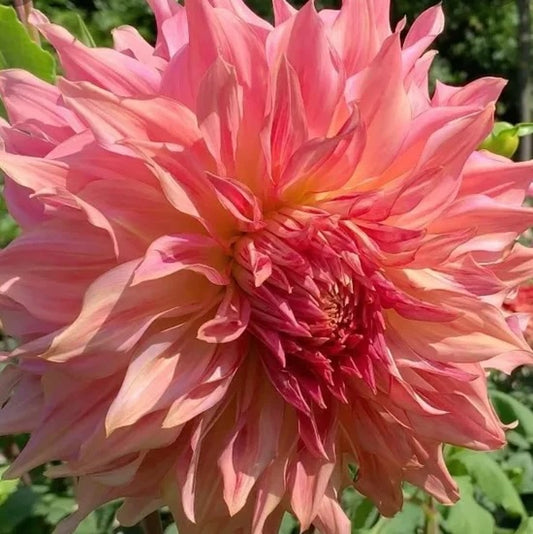 Dahlia Tuber - Penhill Watermelon