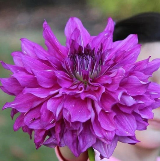 Dahlia Tuber - Purple Taiheijo