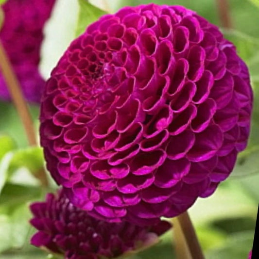 Dahlia Tuber - Rocco