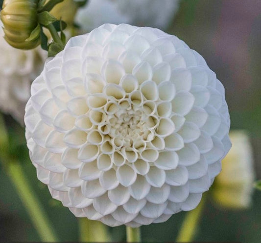 Dahlia Tuber - Rycroft Jan