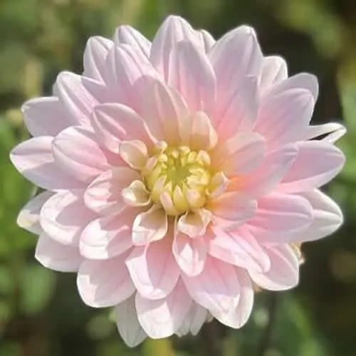 Dahlia Tuber - Silver Years