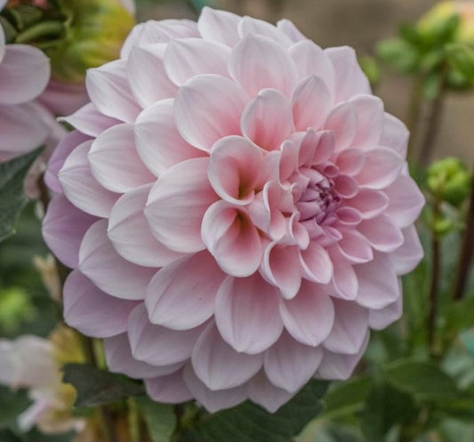 Dahlia Tuber - Sweet Natalie