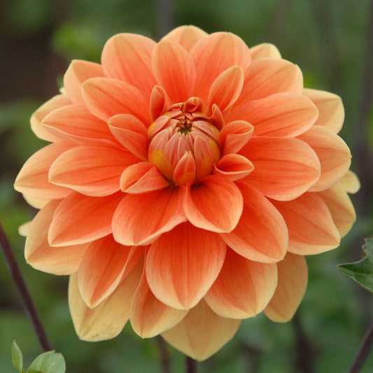 Dahlia Tuber - Teddy