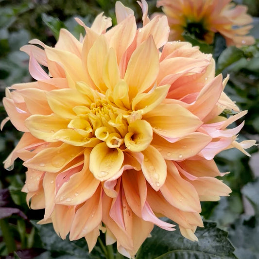 Dahlia Tuber - Tyrell