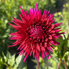 Dahlia Tuber - Urchin