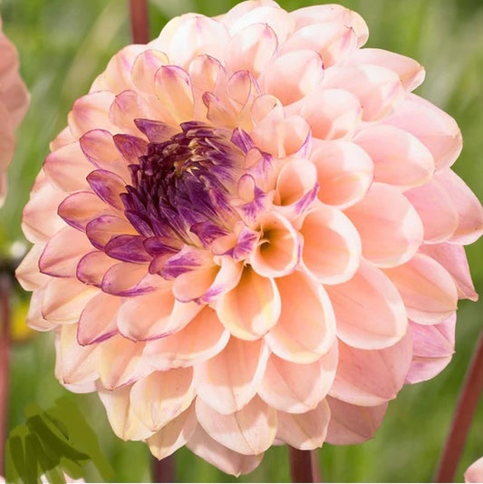 Dahlia Tuber - Wine Eyed Jill