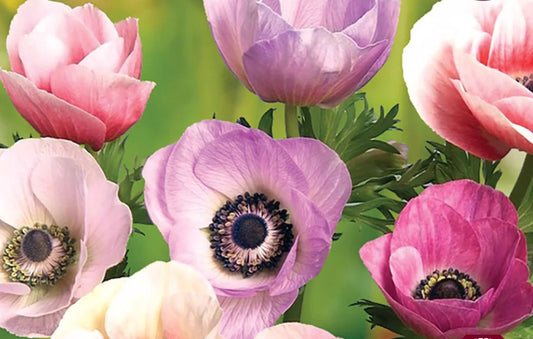 Bulbs and Corms: Anemone "Carmel Pastel Mix"